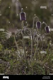 Attēlu rezultāti vaicājumam “Pulsatilla pratensis fruit”