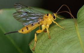 Attēlu rezultāti vaicājumam “Ichneumonidae imago”