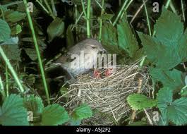 Attēlu rezultāti vaicājumam “Sylvia borin nest”
