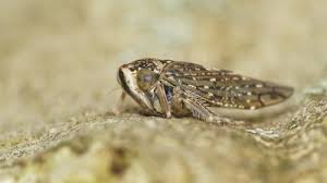 Attēlu rezultāti vaicājumam “Paramesus obtusifrons”