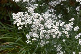 Image result for Achillea Ptarmica