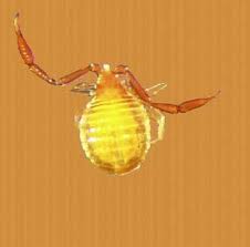 Attēlu rezultāti vaicājumam “Chelifer cancroides”