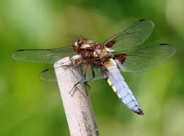 Attēlu rezultāti vaicājumam “Libellula depressa female”