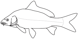 Image result for Cyprinus multitaeniatus