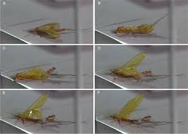 Attēlu rezultāti vaicājumam “Ephemeroptera imago”