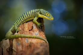 Attēlu rezultāti vaicājumam “Reptilia”