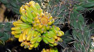 Image result for Cactaceae