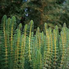 Attēlu rezultāti vaicājumam “Hippuris vulgaris”