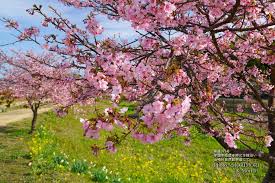 Image result for 緋寒桜