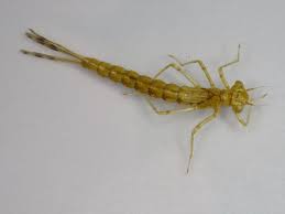 Attēlu rezultāti vaicājumam “Erythromma najas”