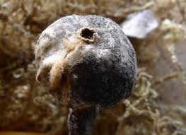 Attēlu rezultāti vaicājumam “Tulostoma fimbriatum”