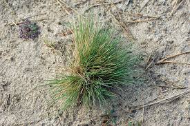Attēlu rezultāti vaicājumam “Corynephorus canescens fruit”