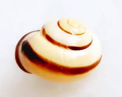 Attēlu rezultāti vaicājumam “Cepaea nemoralis”