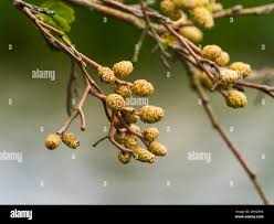 Attēlu rezultāti vaicājumam “Alnus incana female flower”