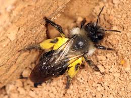 Attēlu rezultāti vaicājumam “Andrena vaga”