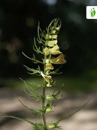 Attēlu rezultāti vaicājumam “Melampyrum pratense”