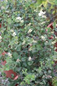 Attēlu rezultāti vaicājumam “Symphoricarpos albus”