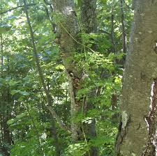 Image result for Adlumia cirrhosa