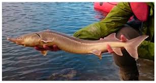 Image result for Acipenser