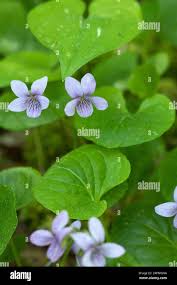 Attēlu rezultāti vaicājumam “Viola epipsila flower”