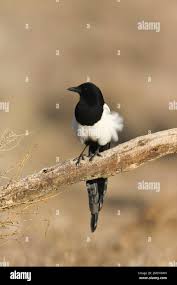 Attēlu rezultāti vaicājumam “Pica pica adult”