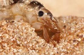 Attēlu rezultāti vaicājumam “Ephemera sp.”