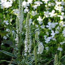 Attēlu rezultāti vaicājumam “Veronica longifolia bud”