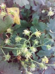 Attēlu rezultāti vaicājumam “Waldsteinia geoides flower”