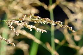 Attēlu rezultāti vaicājumam “Glyceria maxima”