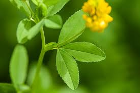 Attēlu rezultāti vaicājumam “Trifolium aureum fruit”