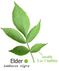 Attēlu rezultāti vaicājumam “Sambucus nigra leaf”