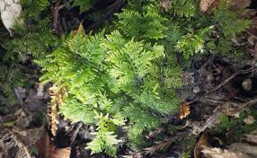 Attēlu rezultāti vaicājumam “Thuidium”