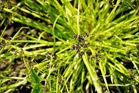Attēlu rezultāti vaicājumam “Cyperus fuscus fruit”