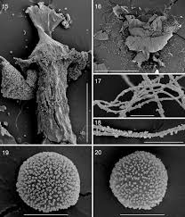 Attēlu rezultāti vaicājumam “Didymium nigripes stalked”