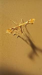 Attēlu rezultāti vaicājumam “Cnaemidophorus rhododactyla”