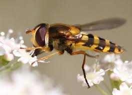 Attēlu rezultāti vaicājumam “Syrphus sp. imago”