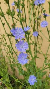 Attēlu rezultāti vaicājumam “Cichorium intybus flower”
