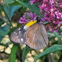 Attēlu rezultāti vaicājumam “Pieridae”