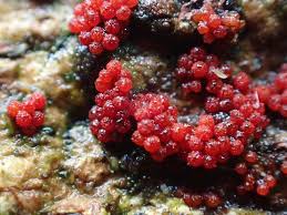 Attēlu rezultāti vaicājumam “Neonectria coccinea”