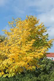 Attēlu rezultāti vaicājumam “Cladrastis kentukea”