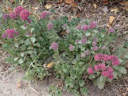 Attēlu rezultāti vaicājumam “Hylotelephium telephium flower”