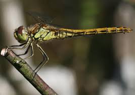 Attēlu rezultāti vaicājumam “Sympetrum vulgatum female”