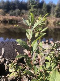 Attēlu rezultāti vaicājumam “Salix myrsinifolia female flower”