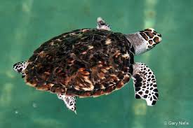 Image result for Eretmochelys imbricata