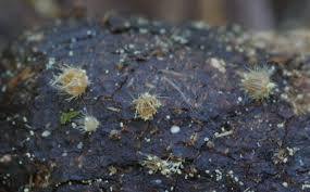 Attēlu rezultāti vaicājumam “Hypoxylon vogesiacum”