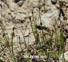 Attēlu rezultāti vaicājumam “Eleocharis quinqueflora”