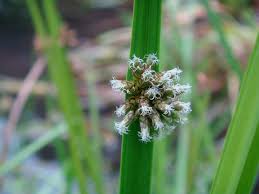 Attēlu rezultāti vaicājumam “Schoenoplectus lacustris subsp. glaucus flower”