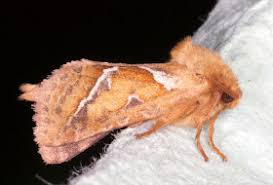 Attēlu rezultāti vaicājumam “Hepialus sylvina female”