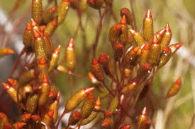 Attēlu rezultāti vaicājumam “Ceratodon purpureus”