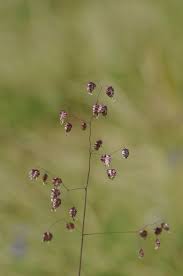 Attēlu rezultāti vaicājumam “Briza media bud”